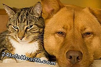 โรคและเงื่อนไข: สุนัขพันธุ์แมวและสุนัข