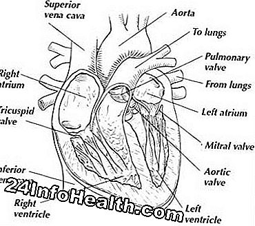 ανθρώπινο σώμα: Η Καρδιά: Παρουσιάζοντας ένα σκληρό μυ