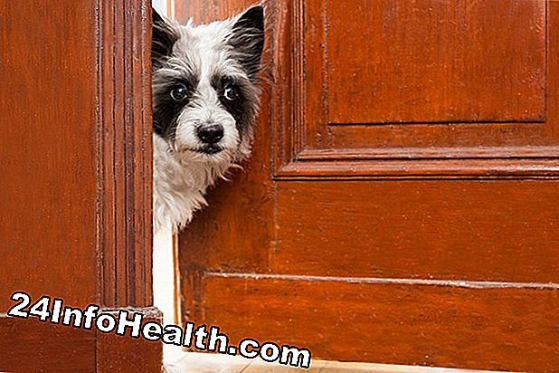 Sygdomme og tilstande: Hvis du finder et nyt hjem til dit kæledyr, hvornår vil dine allergier blive bedre?