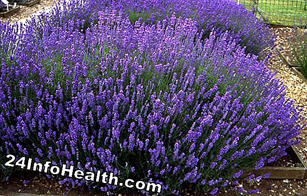 Lavendel: Herbal Remedies