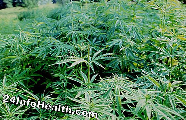 Wellness: Hvilke stater tillader medicinsk cannabis?