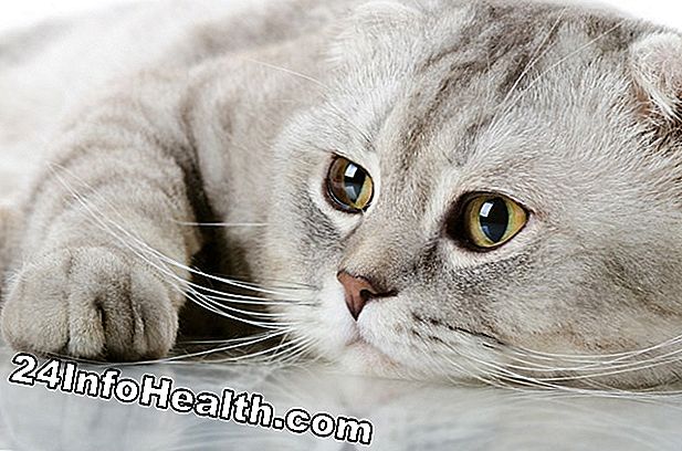 ασθένειες & συνθήκες: Αλλεργιογόνα γάτας και σκύλου