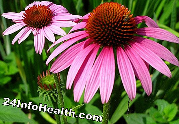 Kesihatan: Echinacea: Pemulihan Herba