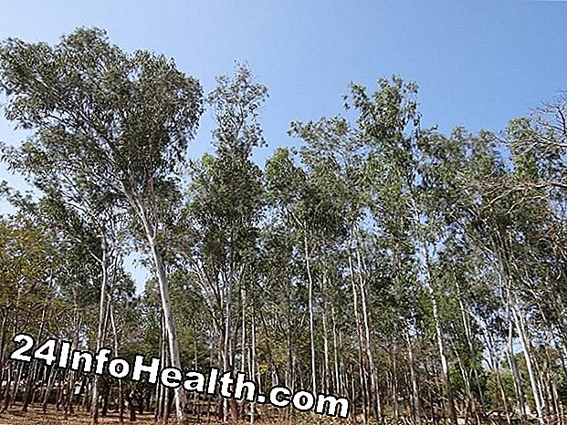 Velvære: Aromaterapi: Eukalyptus