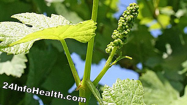 Kesihatan: Oregon Grape: Herbal Remedies
