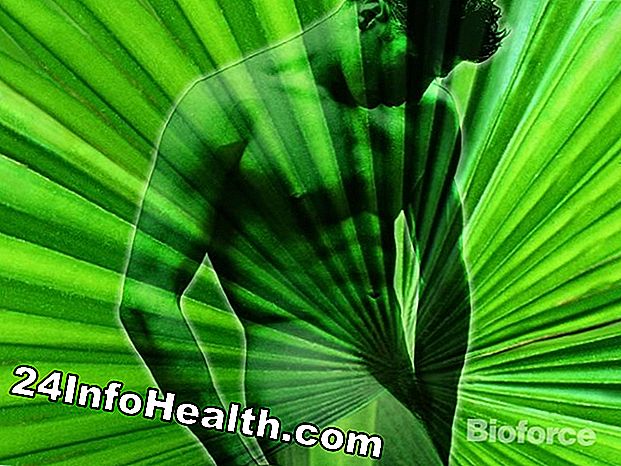 Wellness: Saw Palmetto: Herbal Remedies