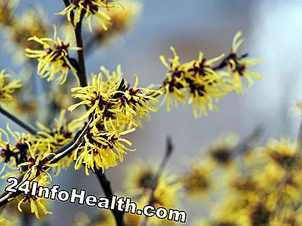 Wellness: Witch Hazel: Herbal Remedies