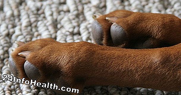 Enfermedades y condiciones: ¿Hay remedios caseros para las alergias a los perros?