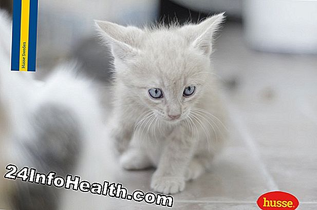 Malattie e condizioni: I gatti senza pelo causano allergie?