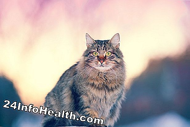 Wat zijn enkele symptomen van allergieën voor katten bij kinderen?