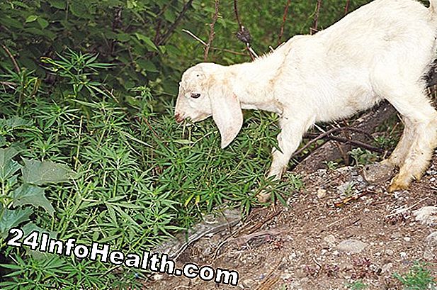 Sexuell hälsa: Horny Goat Weed: Mer än bara ett namn