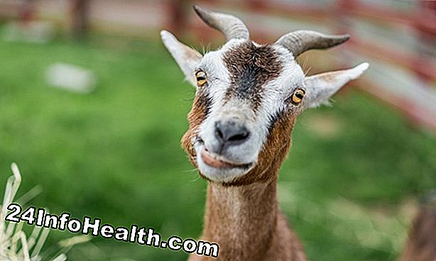 Saúde sexual: Horny Goat Weed: Mais do que apenas um nome