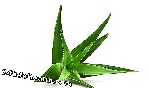 Wellness: Aloe Vera: Växtbaserade läkemedel